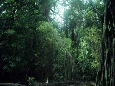 Stand comprising some of the largest mangrove trees ever recorded (photo credit: Max Orchard)